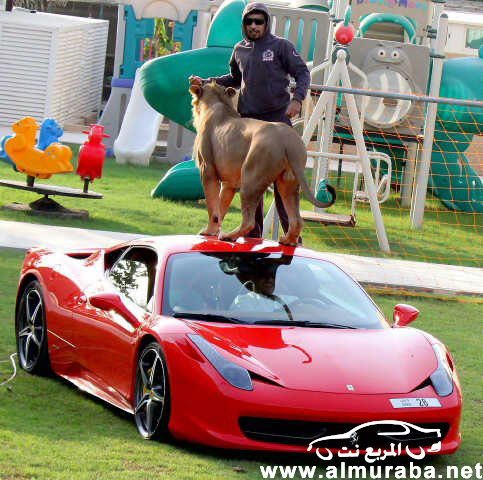 اماراتي يلعب مع “أسد” فوق سيارته فيراري 458 إيطاليا بالصور والصحف الاجنبية تعلق بالرفاهية الزائدة