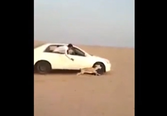 "فيديو" سعودي يصطاد غزال من داخل سيارة هوندا اكورد 1