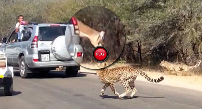 "فيديو" شاهد ظبي الإمبالا يدخل الى احدى السيارات العائلية هروباً من حيوان الفهد الصياد 1