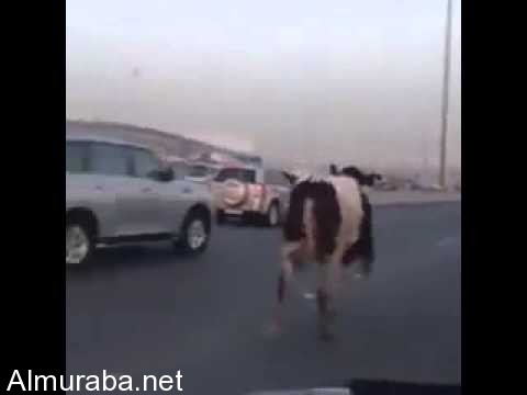 "بالفيديو" بقرة سائبة تتسبب في اختناق مروري بإحدى محافظات الكويت 6