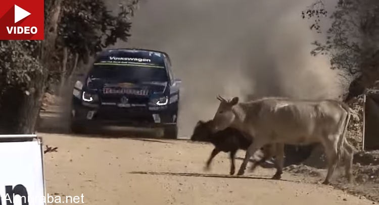 “فيديو” بطل في رالي المكسيك يسيطر على السيارة بمهارة بعد قطع الأبقار للطريق