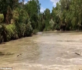 “فيديو” شاهد لحظة هجوم 20 تمساحا على سائقي السيارات وسط مياه الفيضان