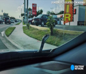 ”فيديو” شاهد سائق يوثق لحظة خروج أفعى كبيرة من غطاء محرك سيارته 1