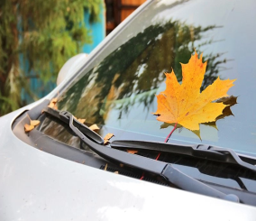 كيف تتجنب سقوط أوراق الخريف على سيارتك؟