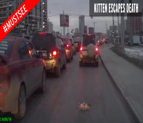 “فيديو“ شاهد سائق يحاول إنقاذ حياة قطة كانت تحاول عبور الشارع المزدحم بالسيارات