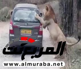 “فيديو” شاهد لحظة هجوم أسد على سيارة بداخلها مجموعة من السياح
