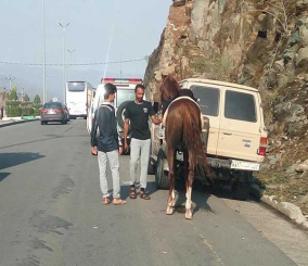 “فيديو” المرور يستدعي مواطناً سيطر على حصان جامح تسبب في عرقلة حركة السير….والسبب!