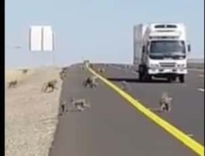 "بالفيديو" شاهد أعداد كبيرة من القردة تقطع طريق المدينة مكة السريع أمام المركبات 6