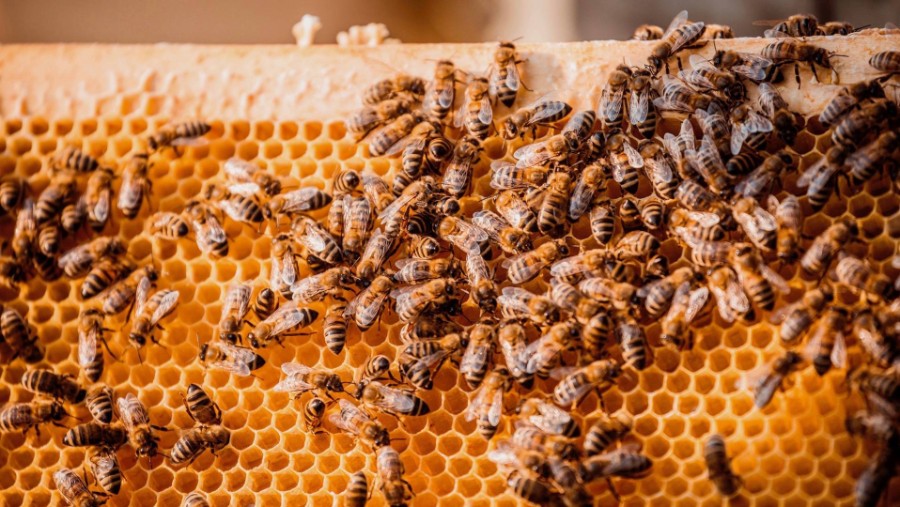 بورش تطلب توظيف 1.5 مليون نحلة لصناعة العسل! 20