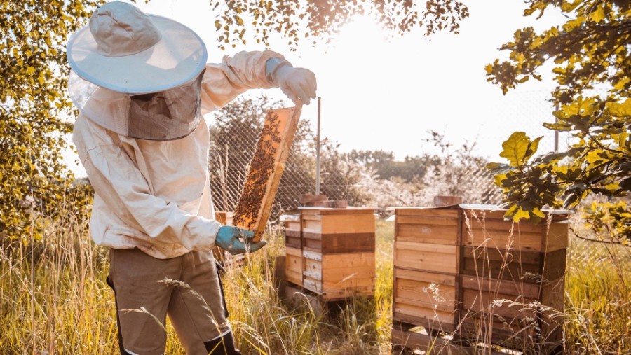 بورش تطلب توظيف 1.5 مليون نحلة لصناعة العسل! 21