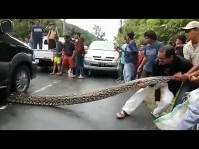 "بالفيديو" أفعى أناكوندا تُدهس بواسطة سيارة، ومواطنون يحاولون إنقاذها! 1