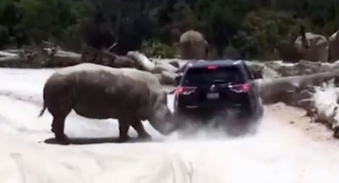 “بالفيديو” وحيد قرن يصدم سيارة لإثارة إعجاب أنثى