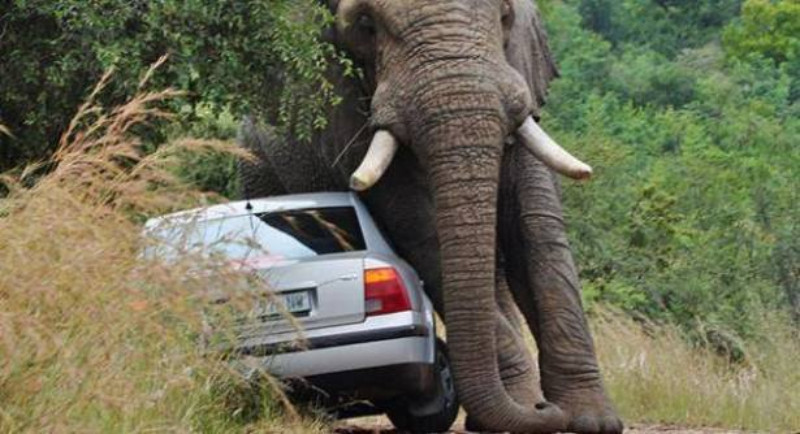 “بالفيديو” فيل يحطّم السيارات في الصين