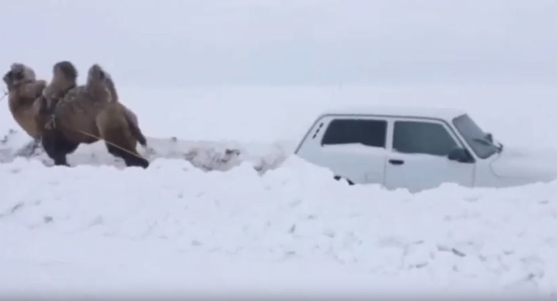 "بالفيديو" شاهد جمل روسي يسحب سيارة لادا بعدما علقت بالثلوج 4