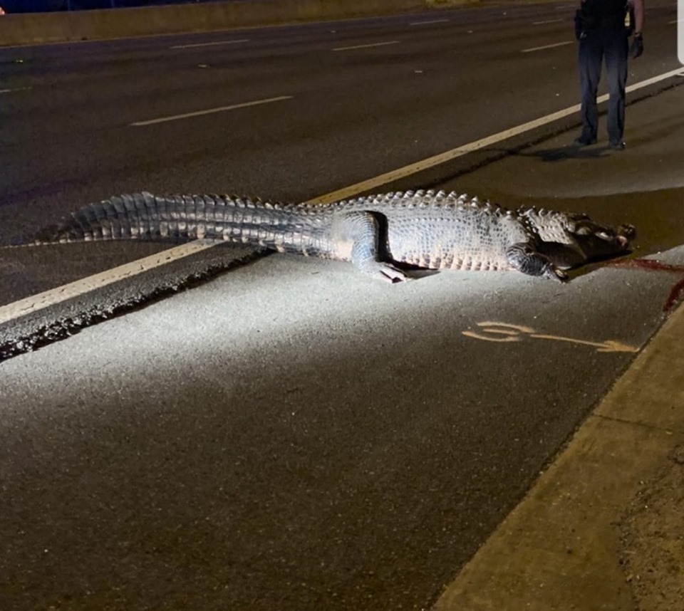 "بالصور" اصطدام سيارة بتمساح عملاق في ولاية فلوريدا 5
