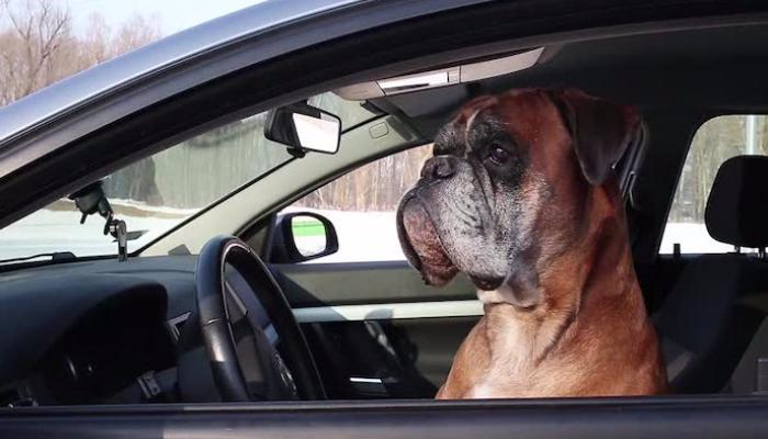 أمريكي يعلم كلبه قيادة السيارات.. والشرطة تطارده! 4