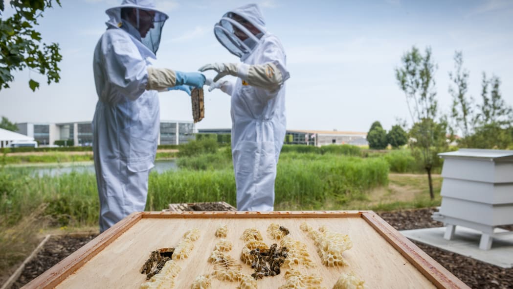 إنتاج رولزرويس من العسل سيصل لمستوى قياسي في 2020 2