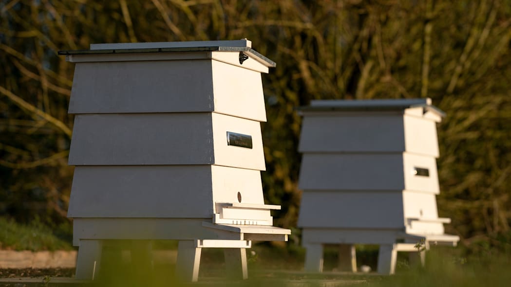 إنتاج رولزرويس من العسل سيصل لمستوى قياسي في 2020 11