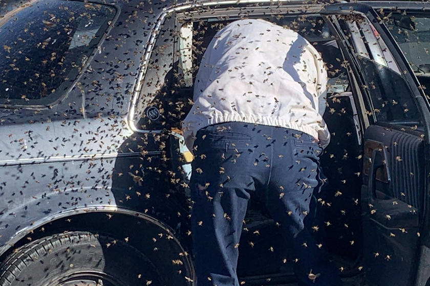 رجل يفاجأ بـ 15,000 نحلة داخل سيارته!