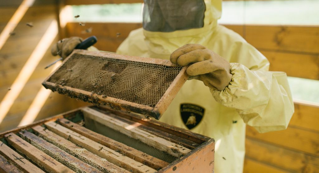 لامبورجيني تُربي 600 ألف نحلة بجانب مصنعها لهذا السبب!