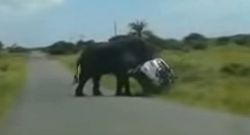 شاهد قيام فيل غاضب بمهاجمة سيارة فورد SUV في جنوب أفريقيا 1