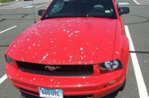 تعرف على أضرار فضلات الطيور على سيارتك ..والطريقة الصحيحة لتنظيفها