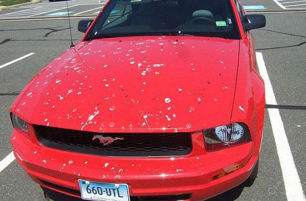 تعرف على أضرار فضلات الطيور على سيارتك ..والطريقة الصحيحة لتنظيفها 1