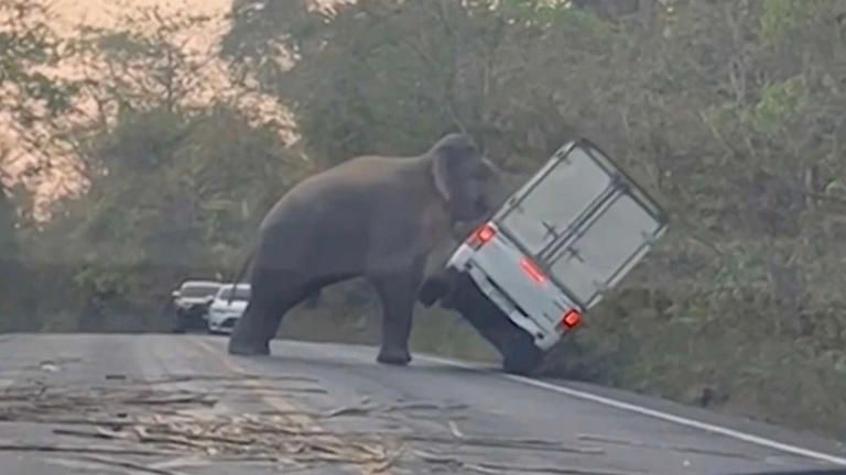 فيل جائع يتهجم على شاحنة بيك أب بحثاً عن الطعام فيها "فيديو" 1