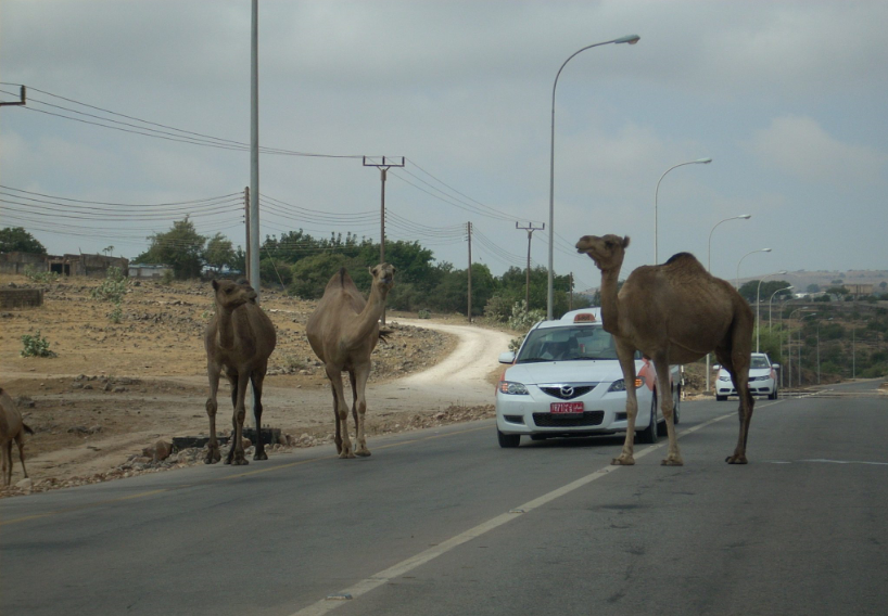 "أمن الطرق" عبور الحيوانات بغير الأماكن المخصصة لها مخالفة..وهذه غرامتها 4
