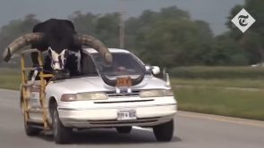 الشرطة الأمريكية تتلقي بلاغ عن سيارة فورد كراون فيكتوريا تحمل ثور ضخم على الطريق السريع