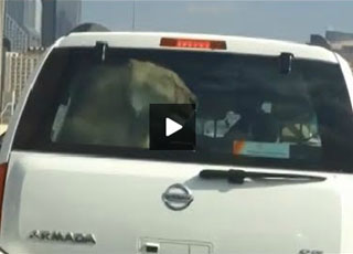 "فيديو" يظهر أسداً داخل سيارة بأحد شوارع دبي يثير مخاوف السياح الاوروبيين 1